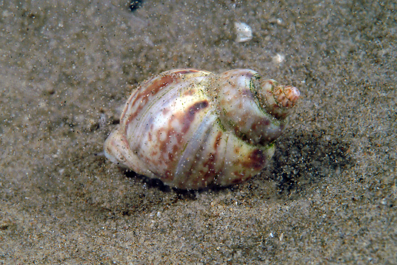 Nassarius nitidus